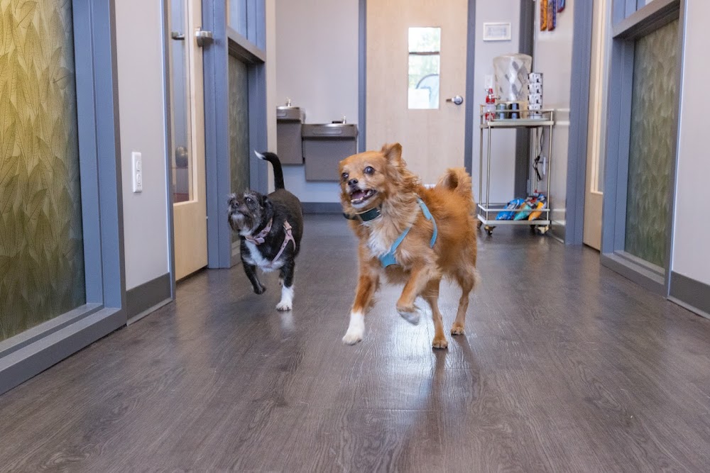 PetVet365 Pet Hospital Denver / University