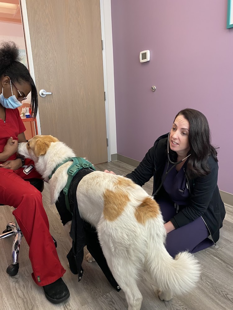 Urban Paw Veterinary Health and Rehabilitation