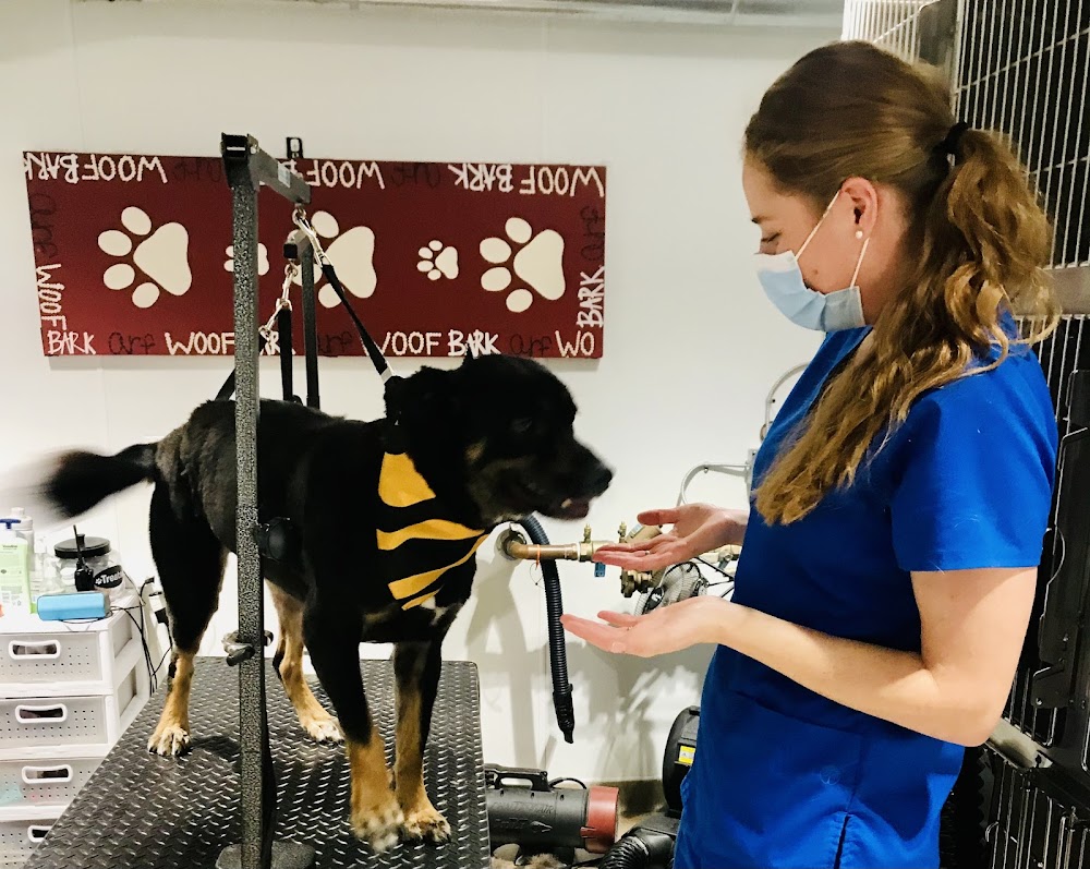 CityVet | Capitol Hill Veterinary Clinic & Urgent Care